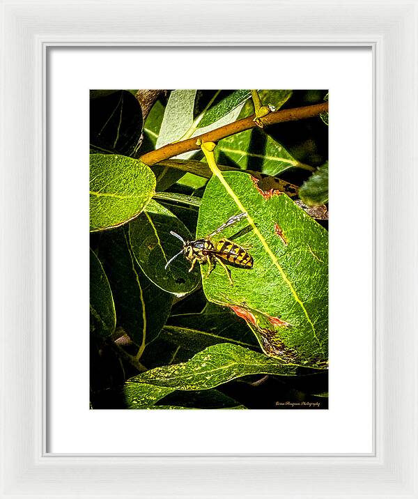 Yellow jacket  - Framed Print
