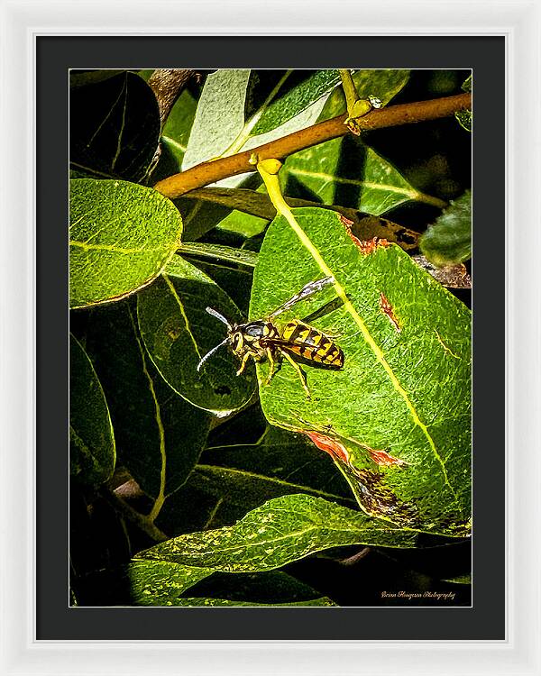 Yellow jacket  - Framed Print