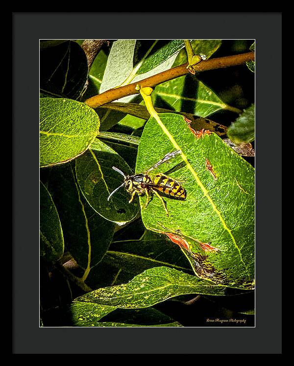 Yellow jacket  - Framed Print