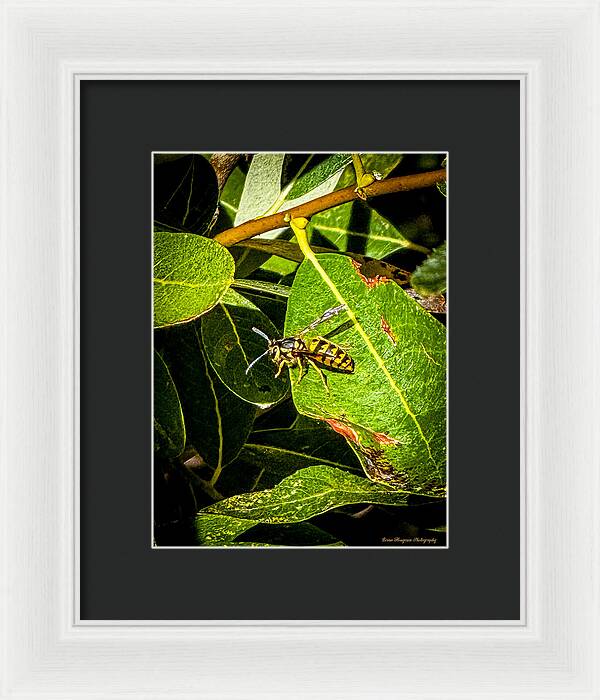 Yellow jacket  - Framed Print