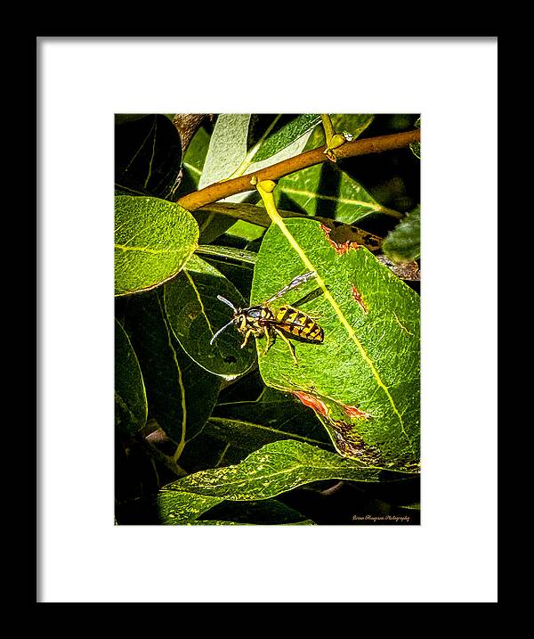 Yellow jacket  - Framed Print