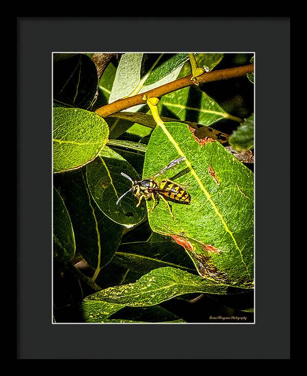 Yellow jacket  - Framed Print