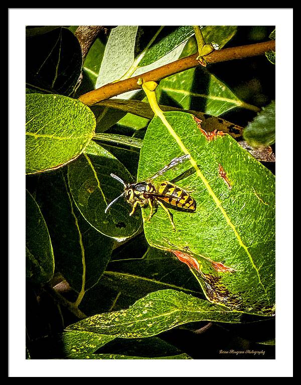 Yellow jacket  - Framed Print