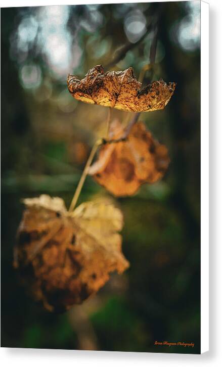 Yellow leaves  - Canvas Print
