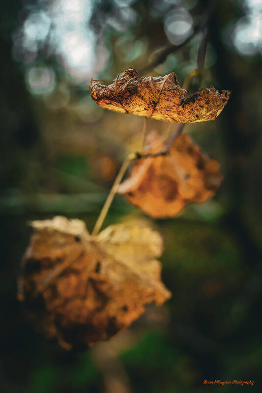 Yellow leaves  - Art Print