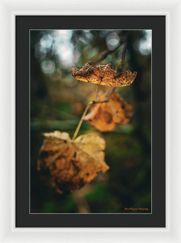 Yellow leaves  - Framed Print