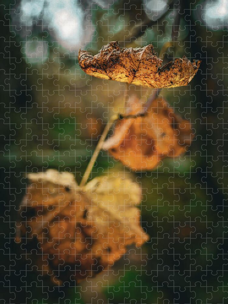 Yellow leaves  - Puzzle