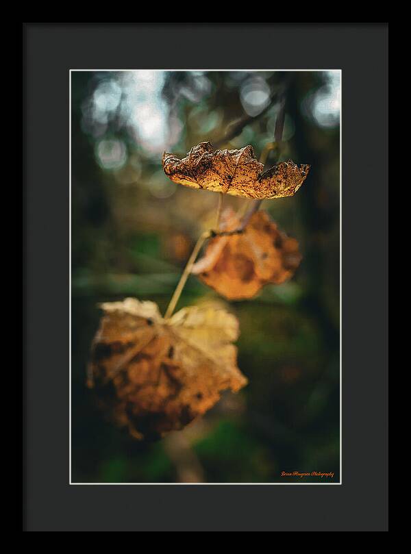 Yellow leaves  - Framed Print