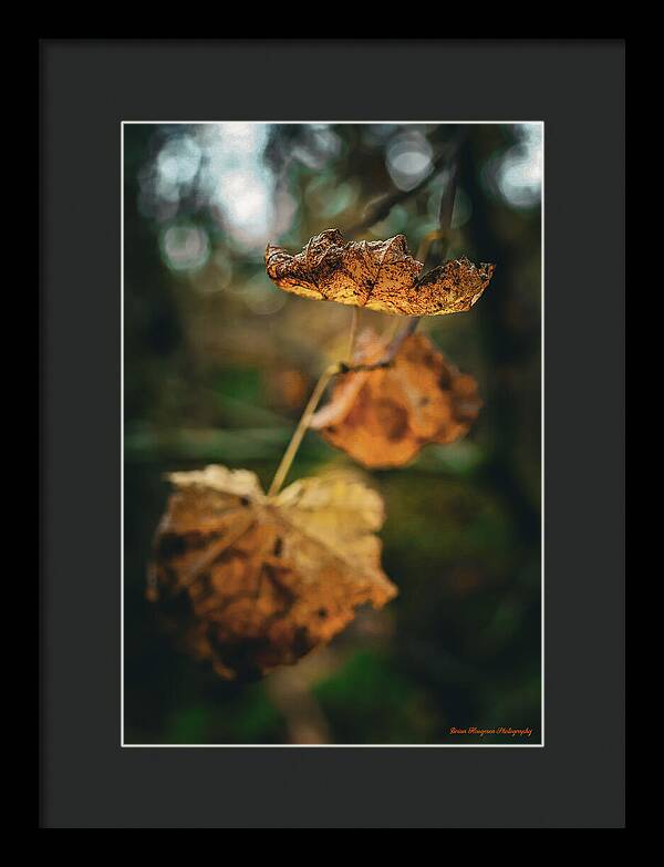 Yellow leaves  - Framed Print