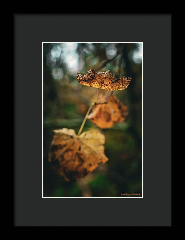 Yellow leaves  - Framed Print