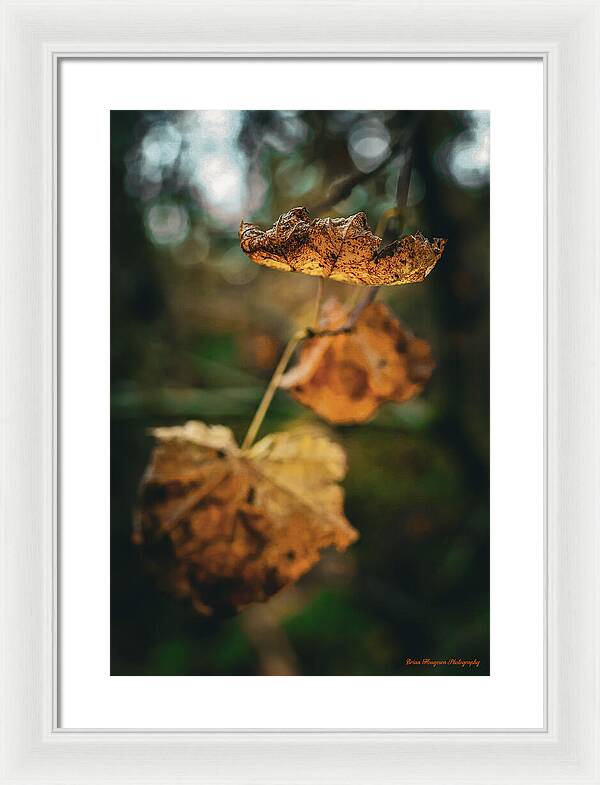 Yellow leaves  - Framed Print