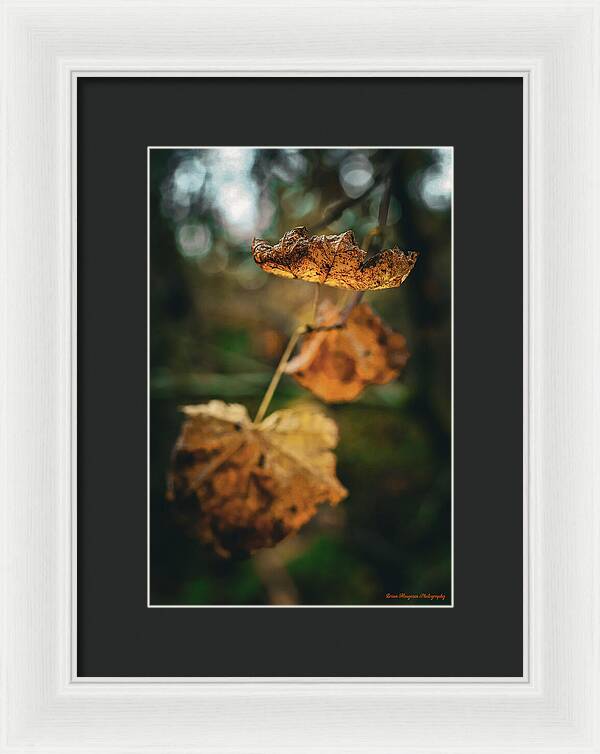 Yellow leaves  - Framed Print