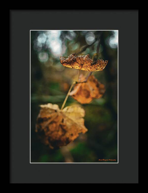 Yellow leaves  - Framed Print