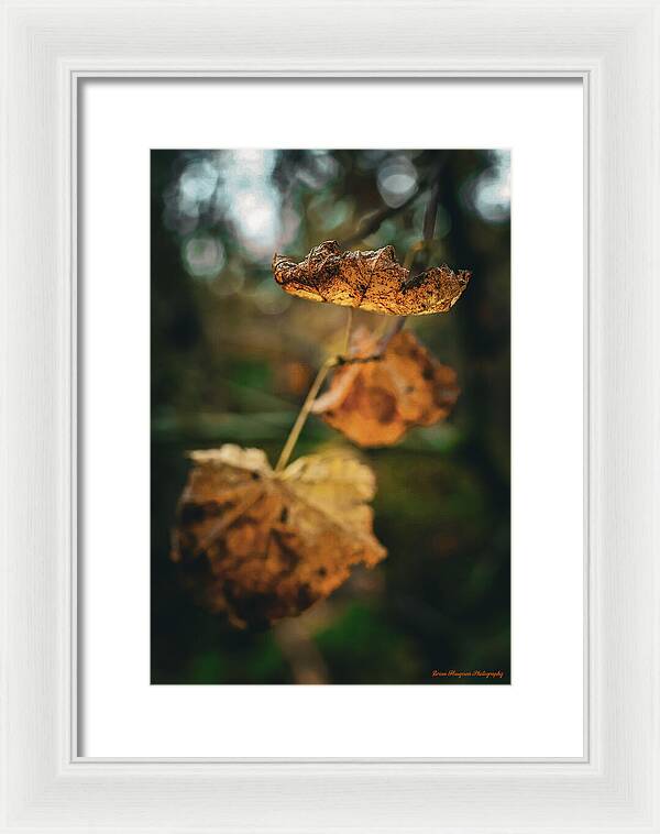 Yellow leaves  - Framed Print