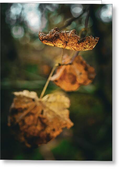 Yellow leaves  - Greeting Card