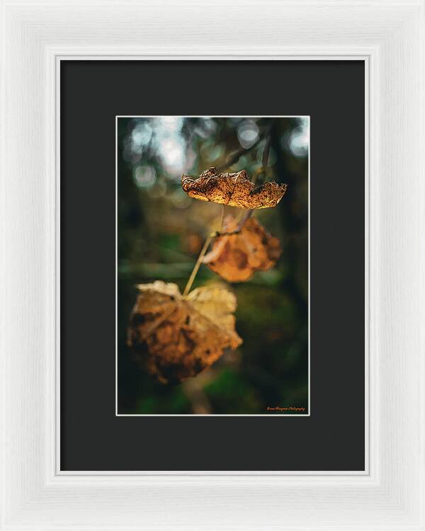 Yellow leaves  - Framed Print