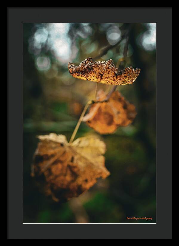Yellow leaves  - Framed Print