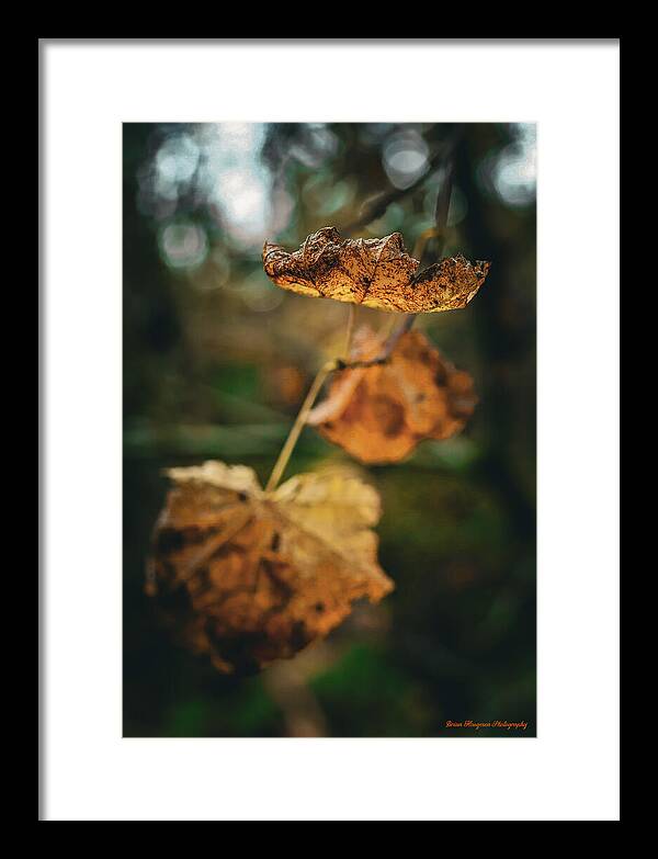 Yellow leaves  - Framed Print