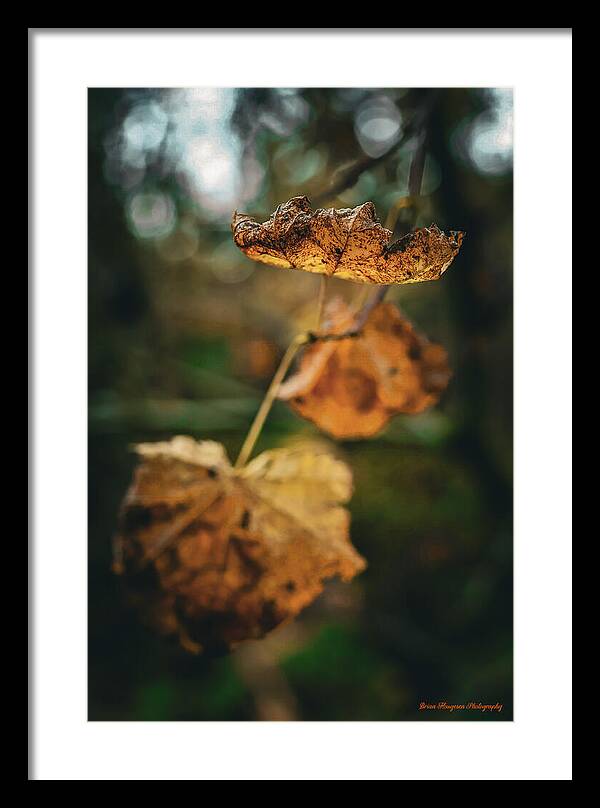 Yellow leaves  - Framed Print