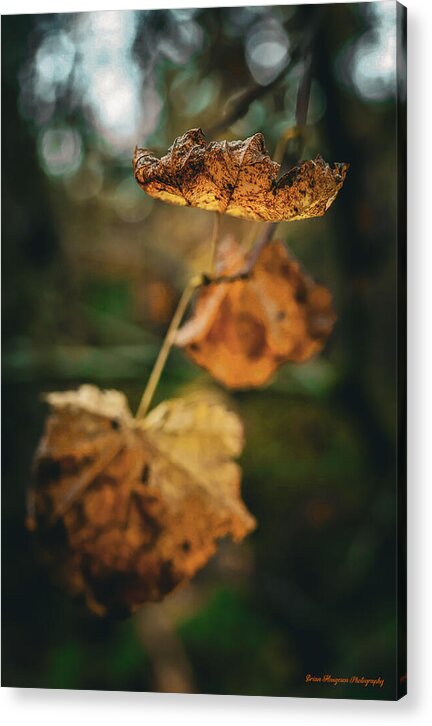 Yellow leaves  - Acrylic Print