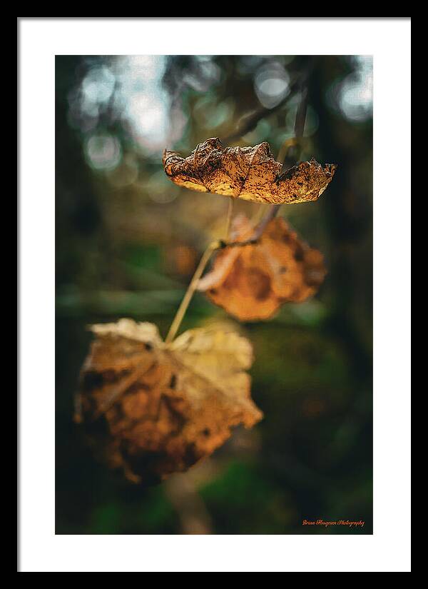 Yellow leaves  - Framed Print