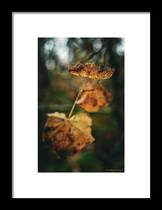 Yellow leaves  - Framed Print