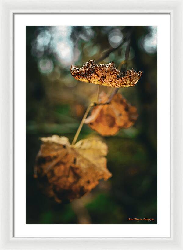 Yellow leaves  - Framed Print