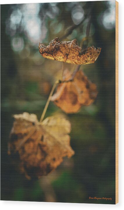 Yellow leaves  - Wood Print