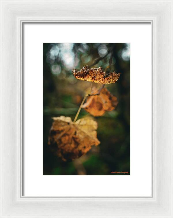 Yellow leaves  - Framed Print