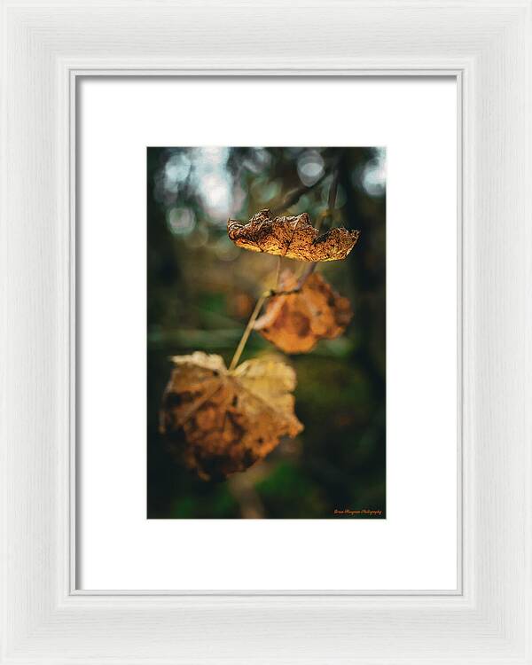 Yellow leaves  - Framed Print