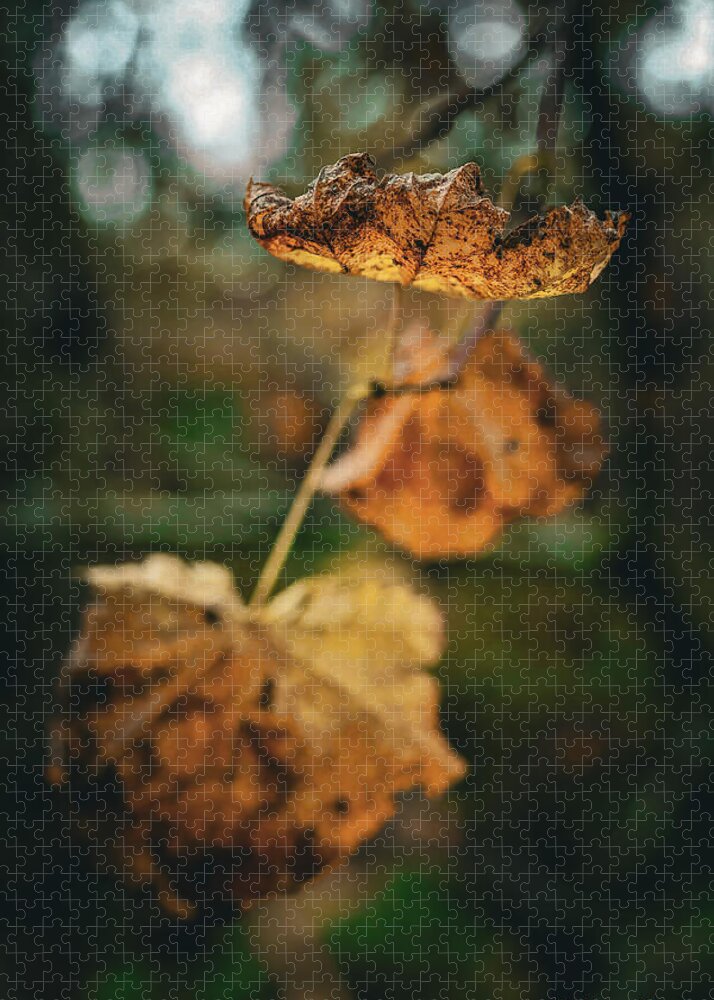 Yellow leaves  - Puzzle