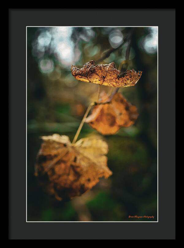 Yellow leaves  - Framed Print