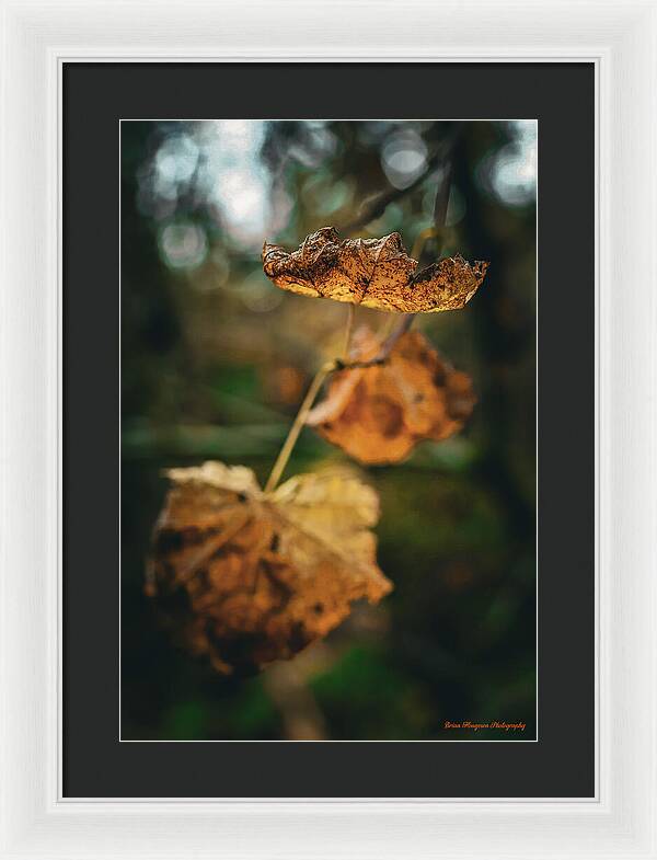 Yellow leaves  - Framed Print