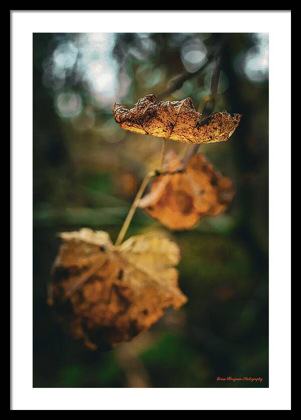 Yellow leaves  - Framed Print