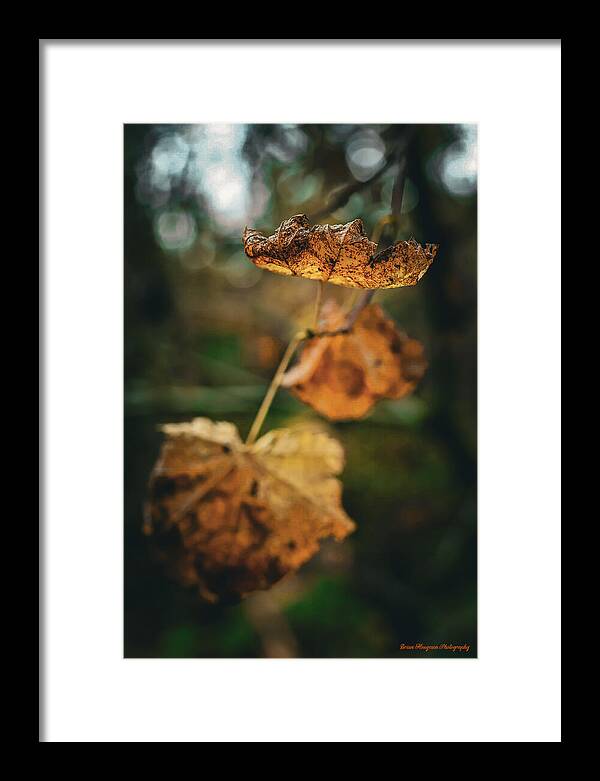 Yellow leaves  - Framed Print