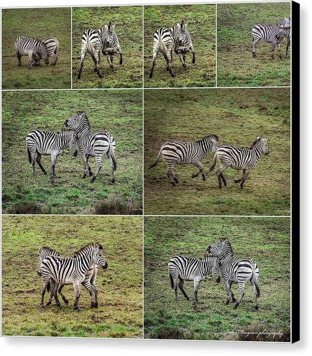 Zebras in play - Canvas Print