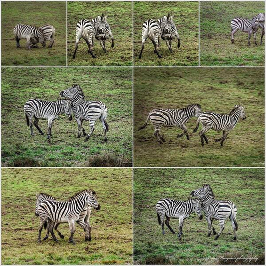 Zebras in play - Art Print