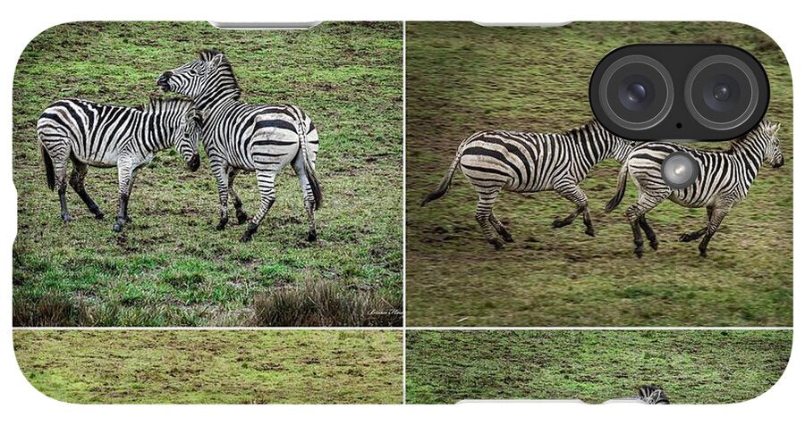 Zebras in play - Phone Case