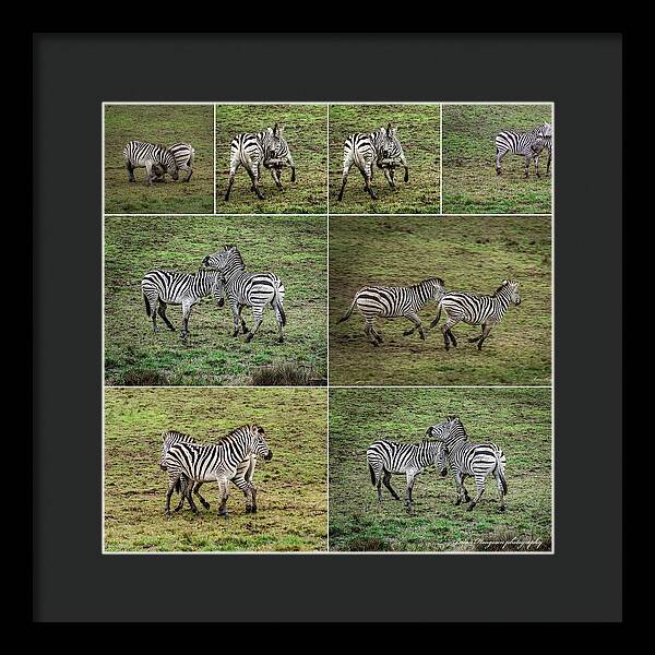 Zebras in play - Framed Print