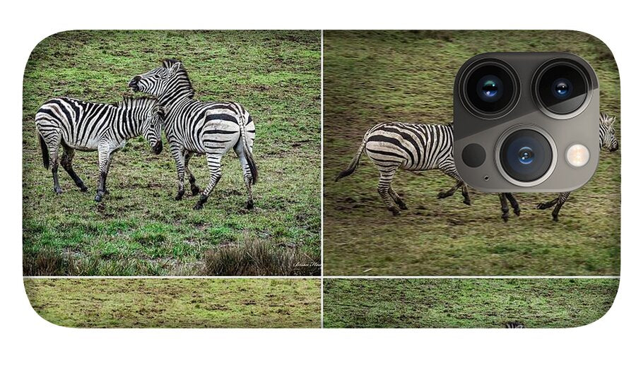 Zebras in play - Phone Case