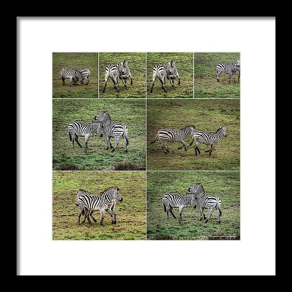Zebras in play - Framed Print