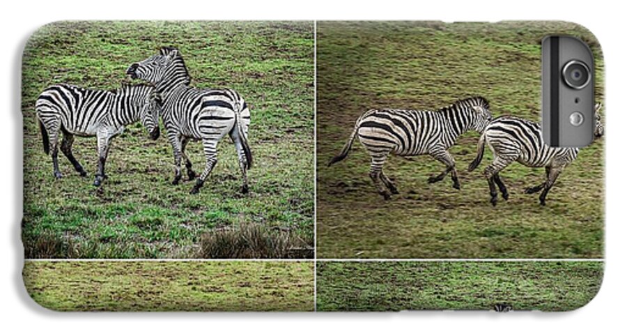 Zebras in play - Phone Case