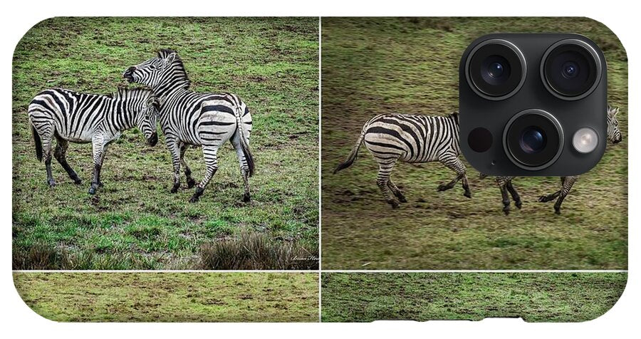 Zebras in play - Phone Case
