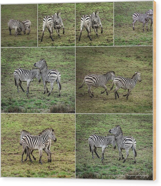 Zebras in play - Wood Print