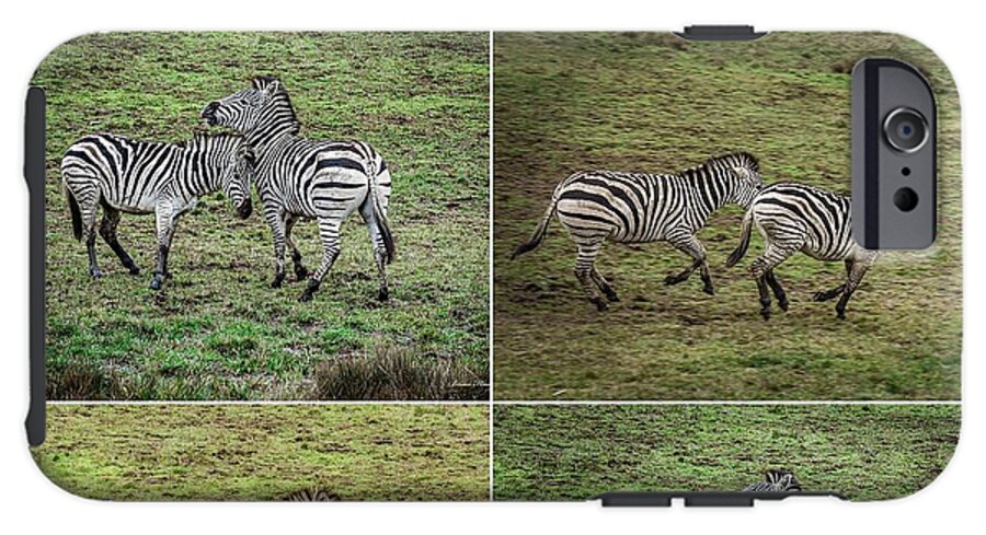 Zebras in play - Phone Case
