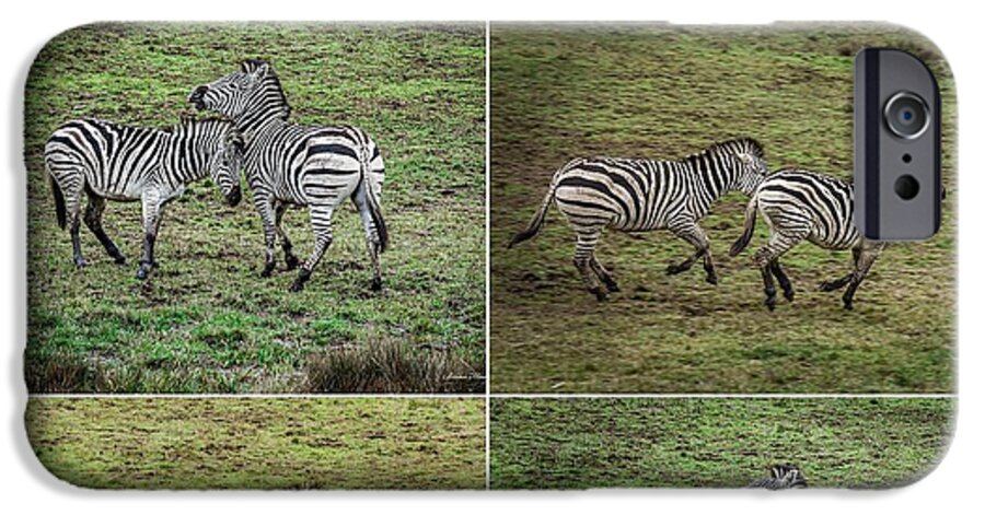 Zebras in play - Phone Case