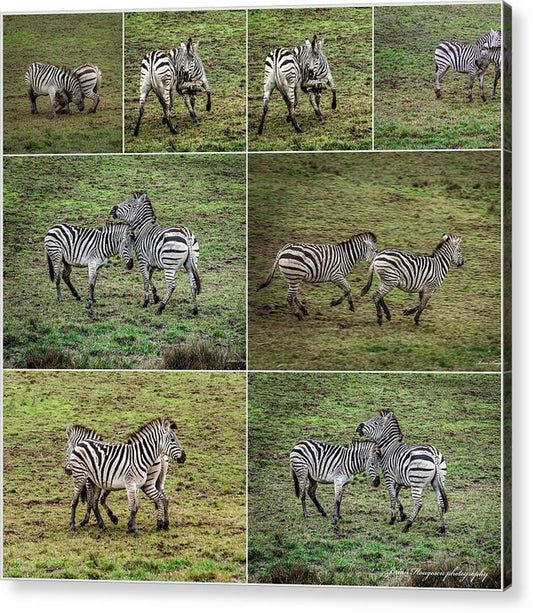 Zebras in play - Acrylic Print