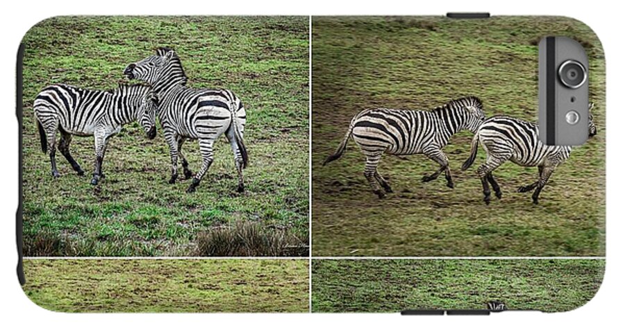 Zebras in play - Phone Case