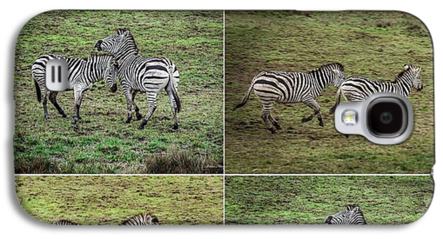 Zebras in play - Phone Case