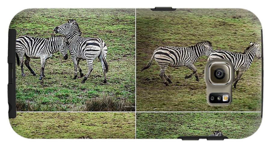 Zebras in play - Phone Case
